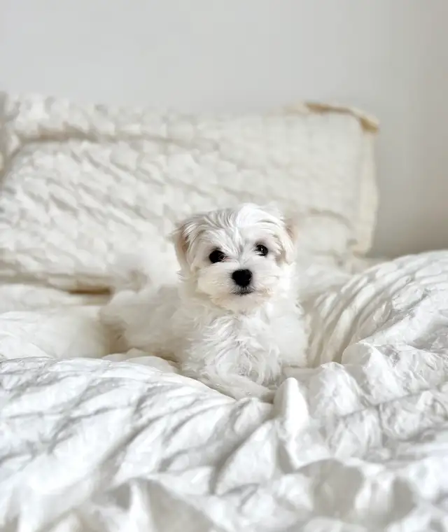 Stunning Maltese Female - Photo 3