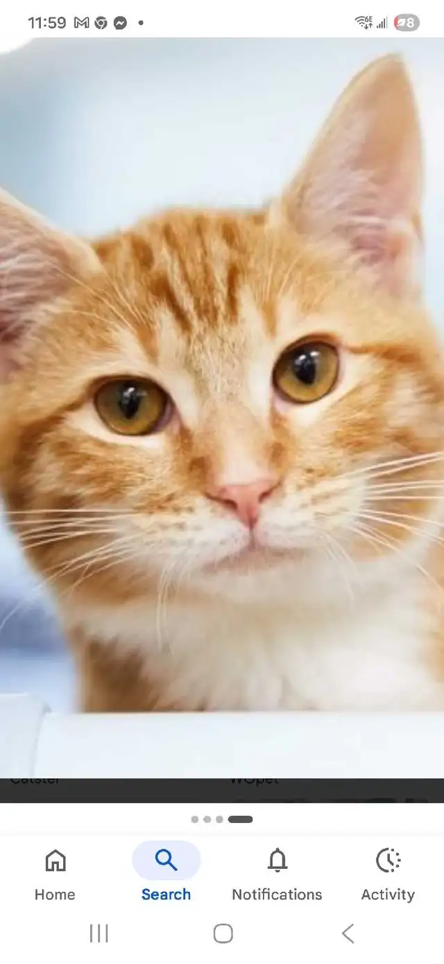 wanted a young orange  male cat or kitten