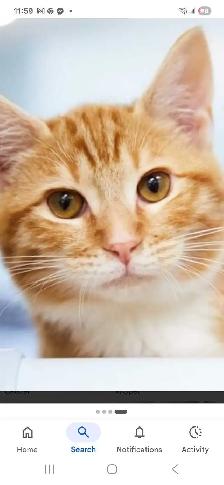 wanted a young orange  male cat or kitten