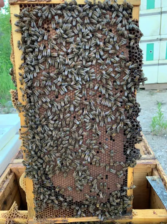 4-Frame Honey Bee Nucs