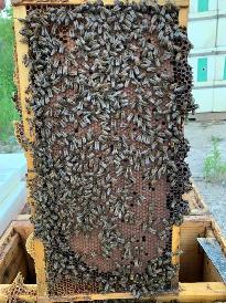 4-Frame Honey Bee Nucs