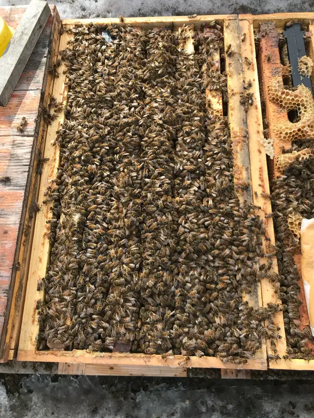4-Frame Honey Bee Nucs - Photo 2
