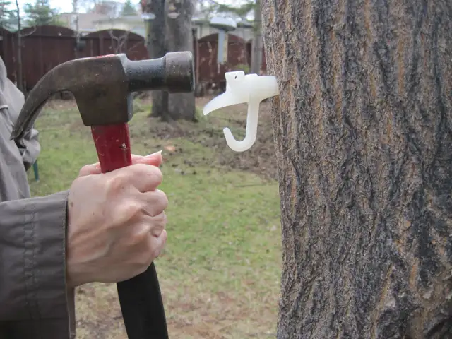 Maple Tapping Taps Spiles Spigots - $2.50 each - Photo 2