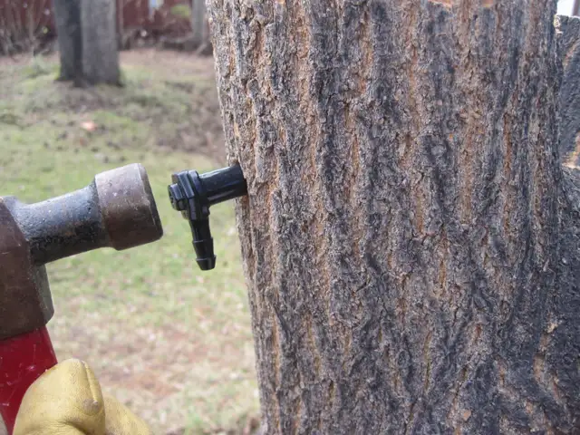 Maple Tapping Taps Spiles Spigots - $2.50 each - Photo 3