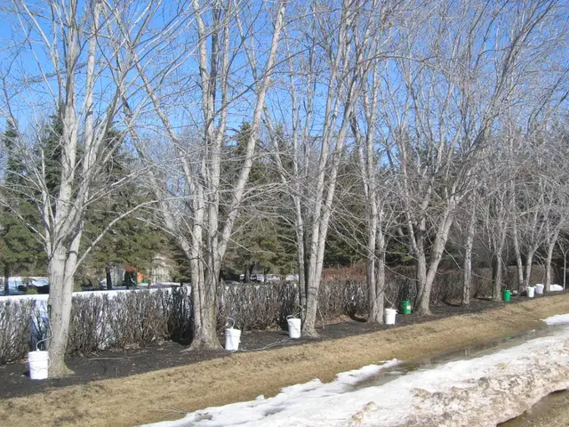 Maple Tapping Taps Spiles Spigots - $2.50 each - Photo 4