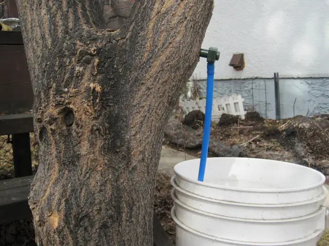 Maple Tapping Taps Spiles Spigots - $2.50 each - Photo 9