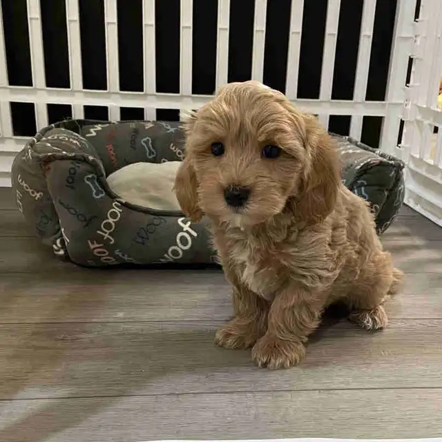 Cutest TeddyBear Maltipoo puppies