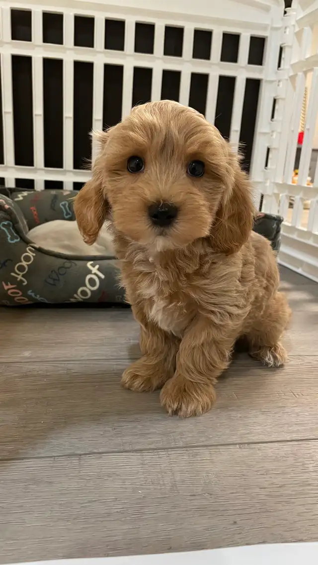 Cutest TeddyBear Maltipoo puppies - Photo 2