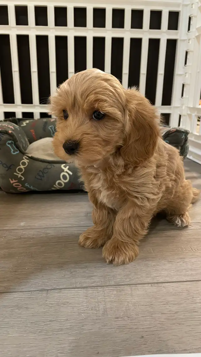 Cutest TeddyBear Maltipoo puppies - Photo 4
