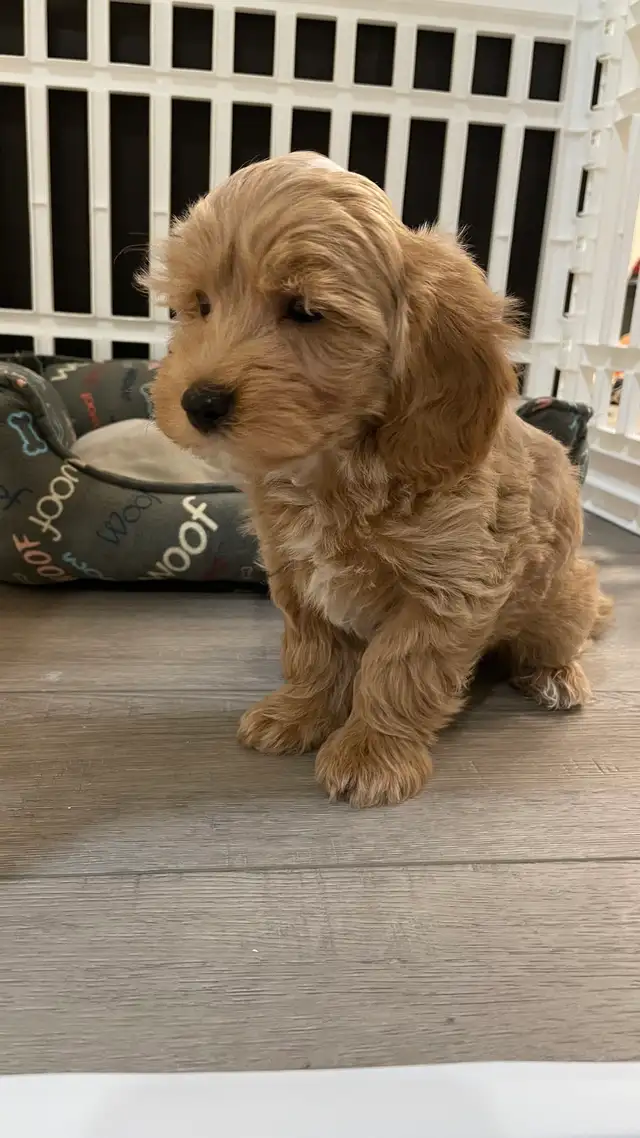 Cutest TeddyBear Maltipoo puppies - Photo 5