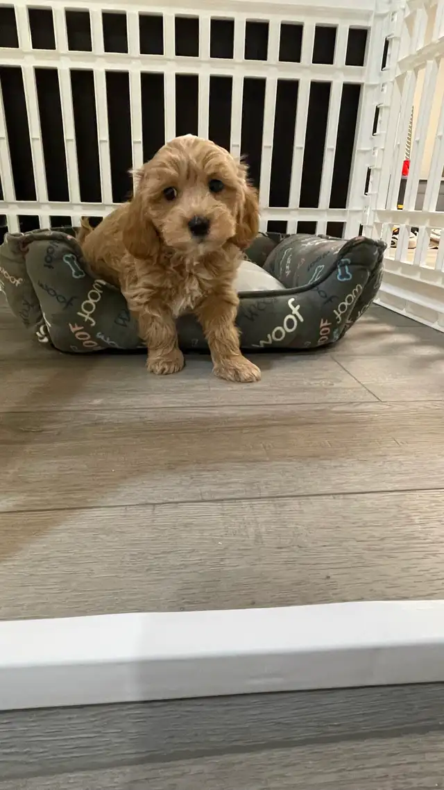 Cutest TeddyBear Maltipoo puppies - Photo 6