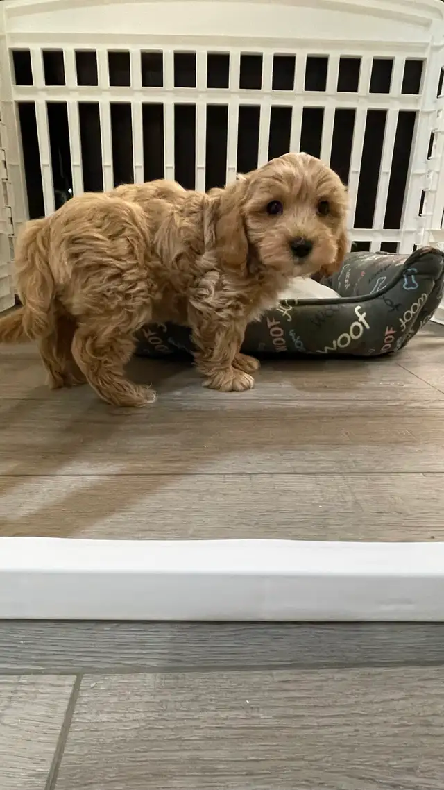 Cutest TeddyBear Maltipoo puppies - Photo 7