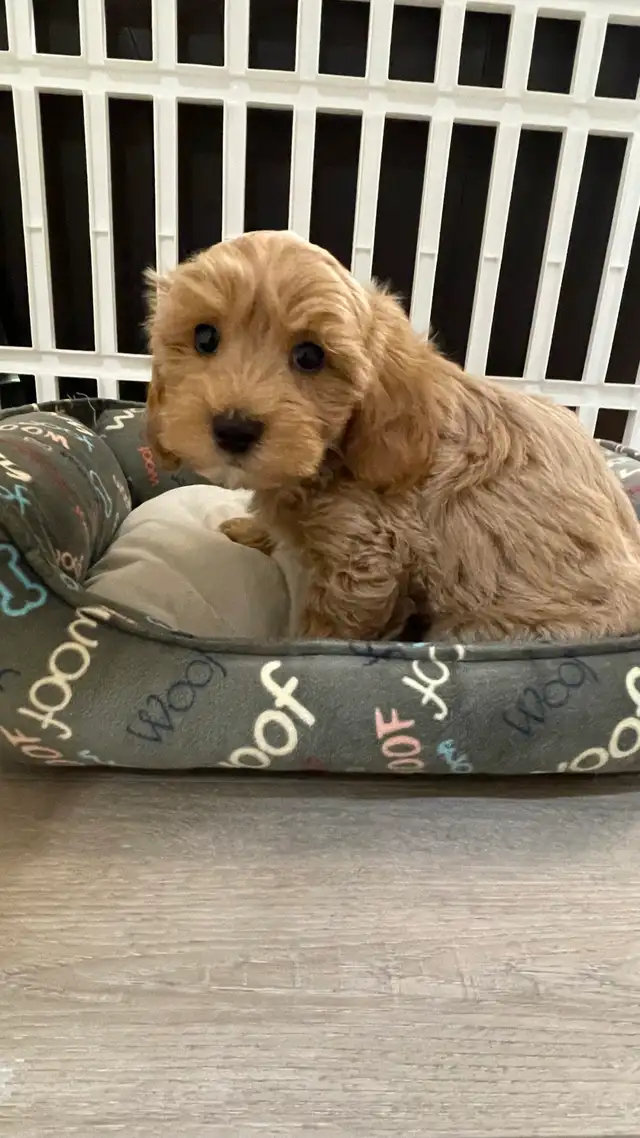 Cutest TeddyBear Maltipoo puppies - Photo 8