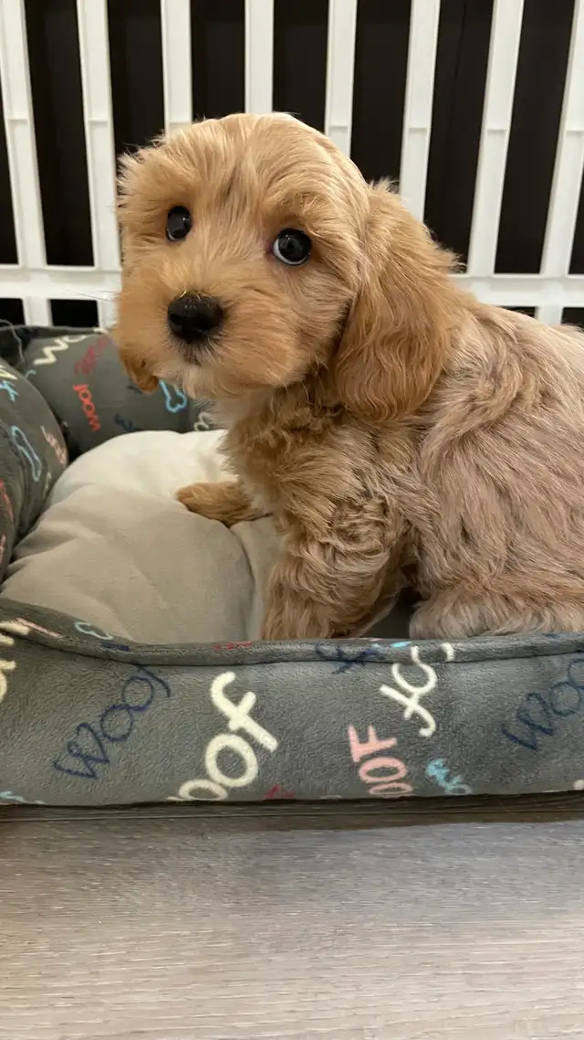 Cutest TeddyBear Maltipoo puppies - Photo 9