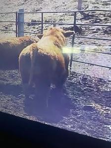 PUREBRED TWO YEAR OLD SIMMENTAL BULL