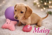 Home Raised Mini Dachshund Puppies