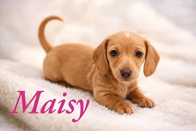 Home Raised Mini Dachshund Puppies - Photo 2