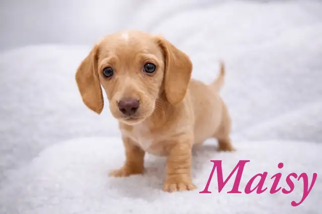 Home Raised Mini Dachshund Puppies - Photo 3