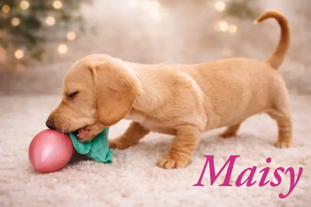 Home Raised Mini Dachshund Puppies - Photo 4