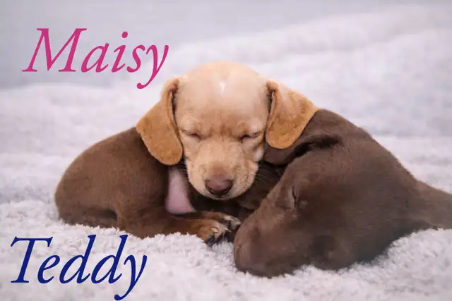 Home Raised Mini Dachshund Puppies - Photo 5