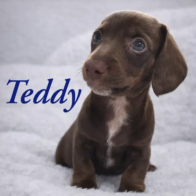 Home Raised Mini Dachshund Puppies - Photo 6