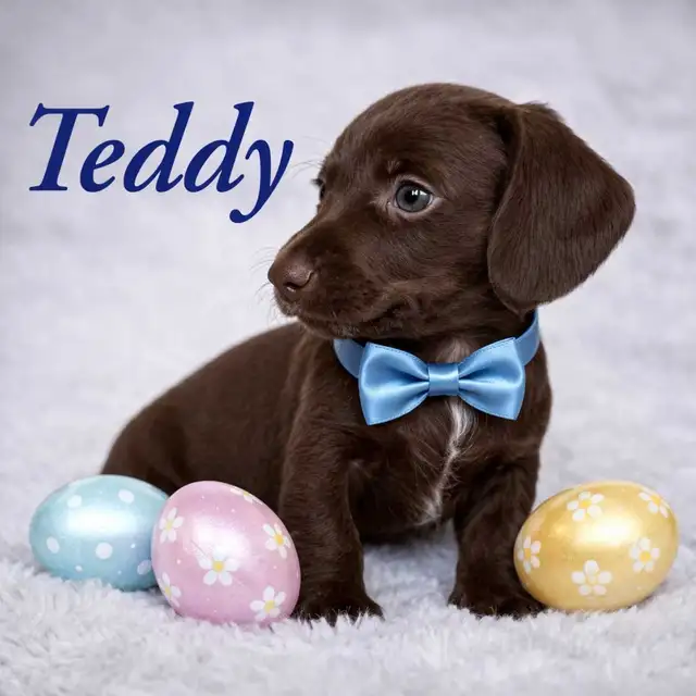 Home Raised Mini Dachshund Puppies - Photo 8