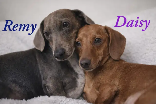 Home Raised Mini Dachshund Puppies - Photo 9