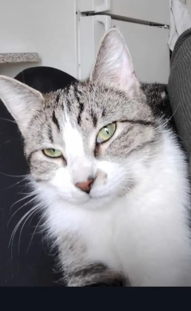 Looking for my forever home - Photo 2