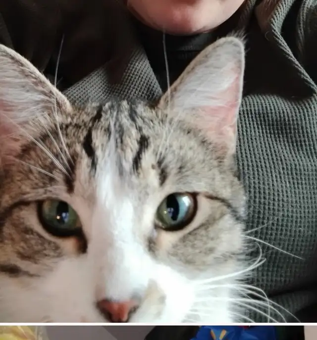 Looking for my forever home - Photo 3