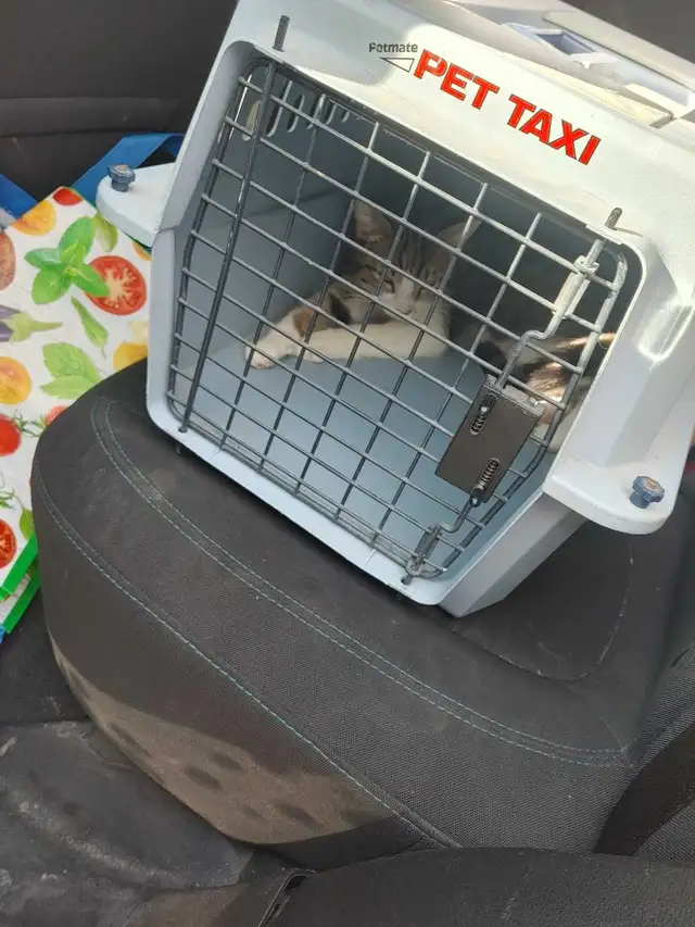 Looking for my forever home - Photo 4