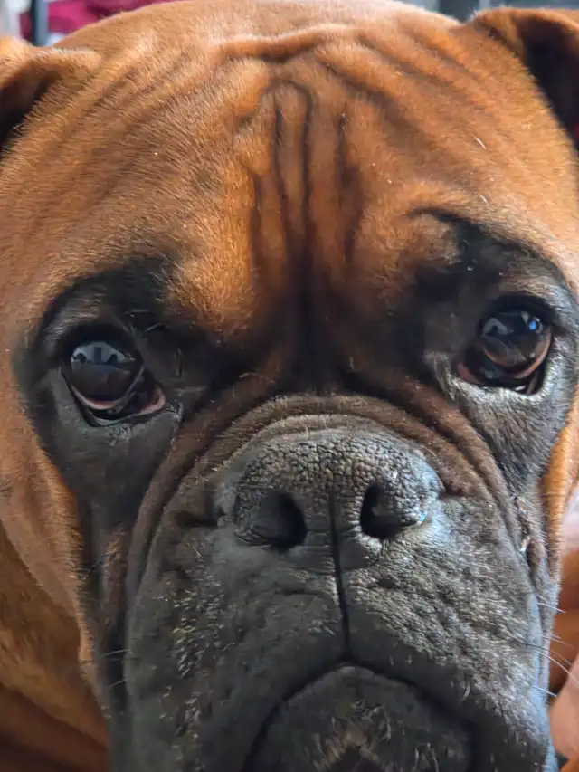 Canadian Kennel Club registered Boxer puppies