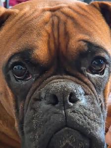 Canadian Kennel Club registered Boxer puppies