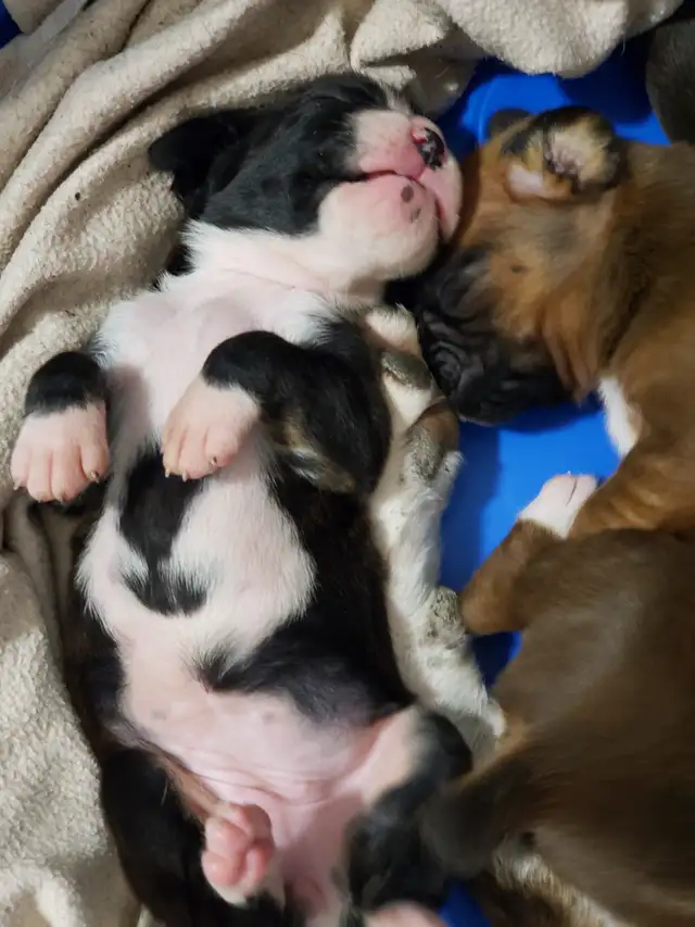 Canadian Kennel Club registered Boxer puppies - Photo 2
