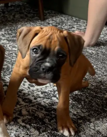 Canadian Kennel Club registered Boxer puppies - Photo 3