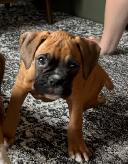 Canadian Kennel Club registered Boxer puppies - Photo 3