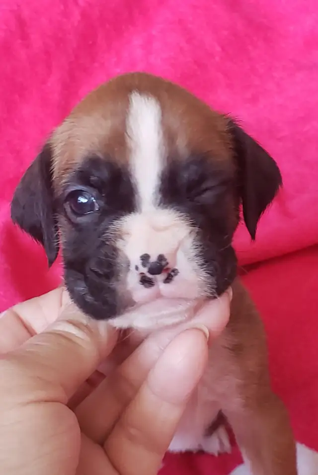 Canadian Kennel Club registered Boxer puppies - Photo 4