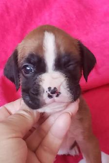 Canadian Kennel Club registered Boxer puppies - Photo 4