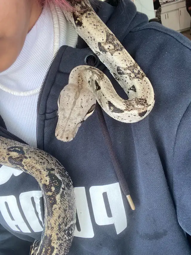 pet sitter/care - Photo 2