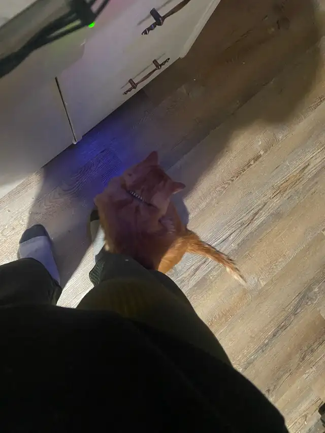 pet sitter/care - Photo 3