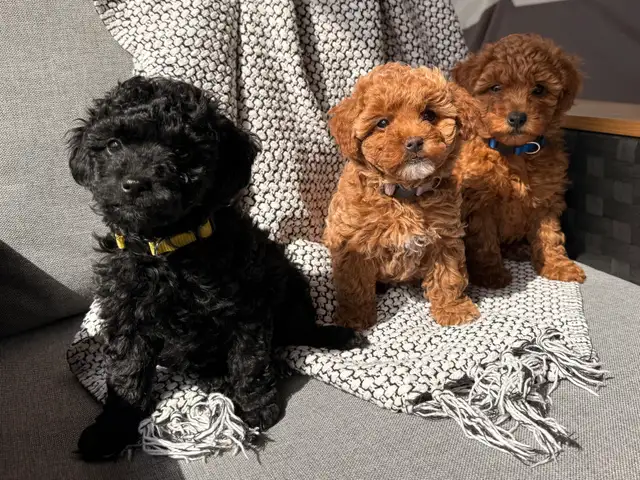 Poddle x Havapoo Puppies