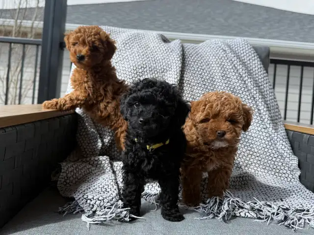 Poddle x Havapoo Puppies - Photo 2