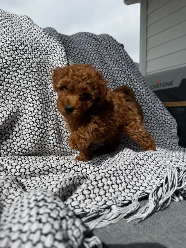 Poddle x Havapoo Puppies - Photo 3