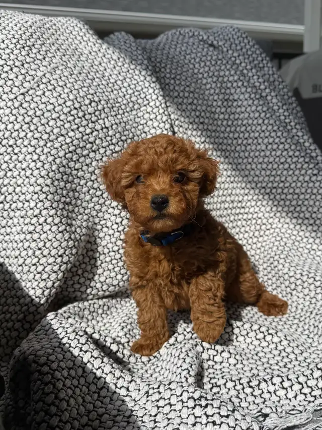 Poddle x Havapoo Puppies - Photo 4