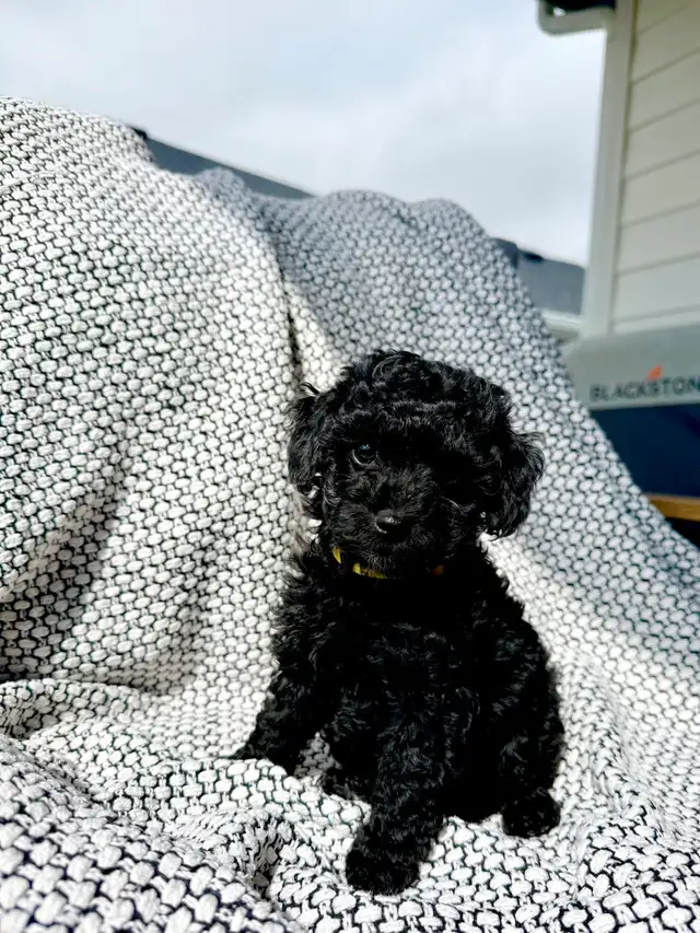 Poddle x Havapoo Puppies - Photo 5