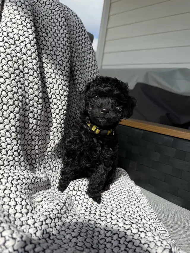 Poddle x Havapoo Puppies - Photo 6