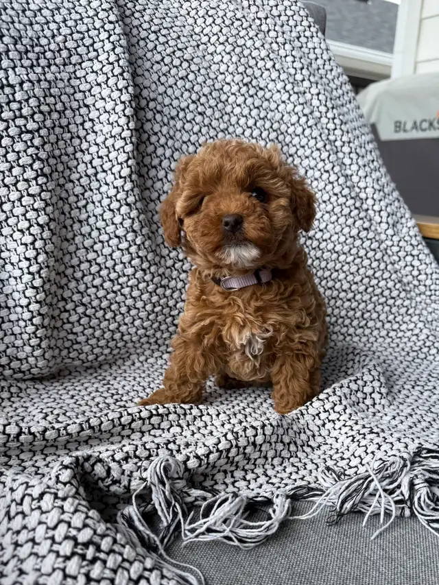 Poddle x Havapoo Puppies - Photo 7