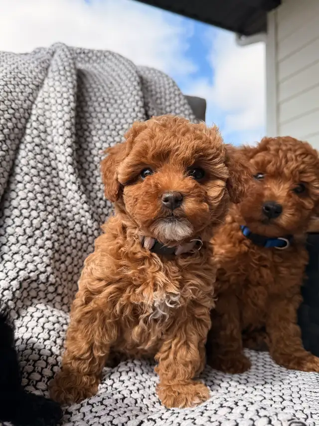 Poddle x Havapoo Puppies - Photo 8