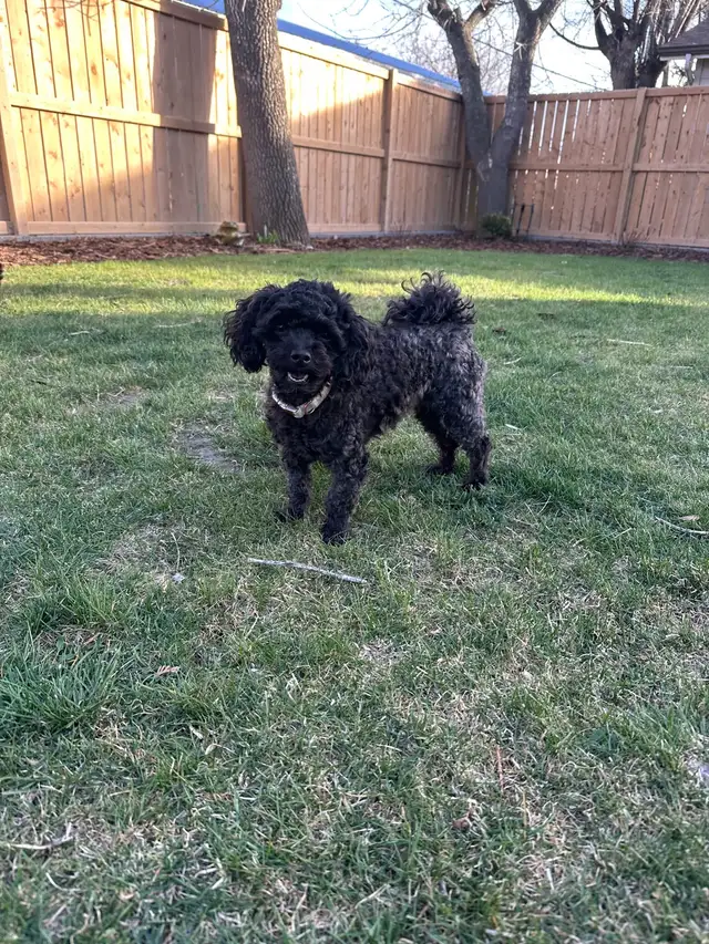 Poddle x Havapoo Puppies - Photo 9