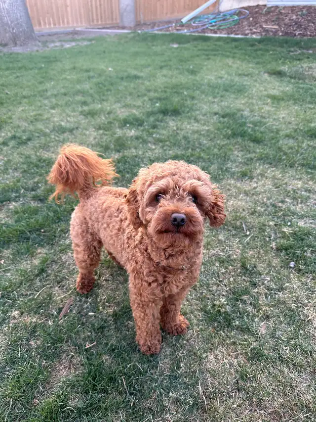 Poddle x Havapoo Puppies - Photo 10