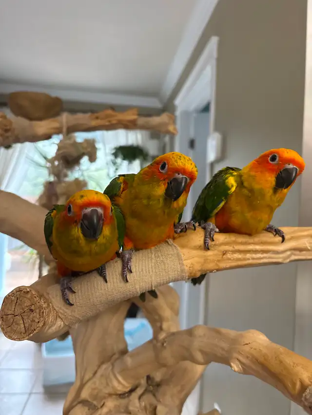 Bébé conure soleil